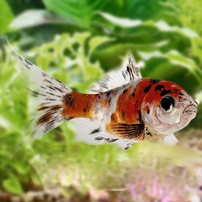 Carassius auratus   Shubunkin 4-6